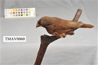 藏品(黑頭文鳥)的圖片